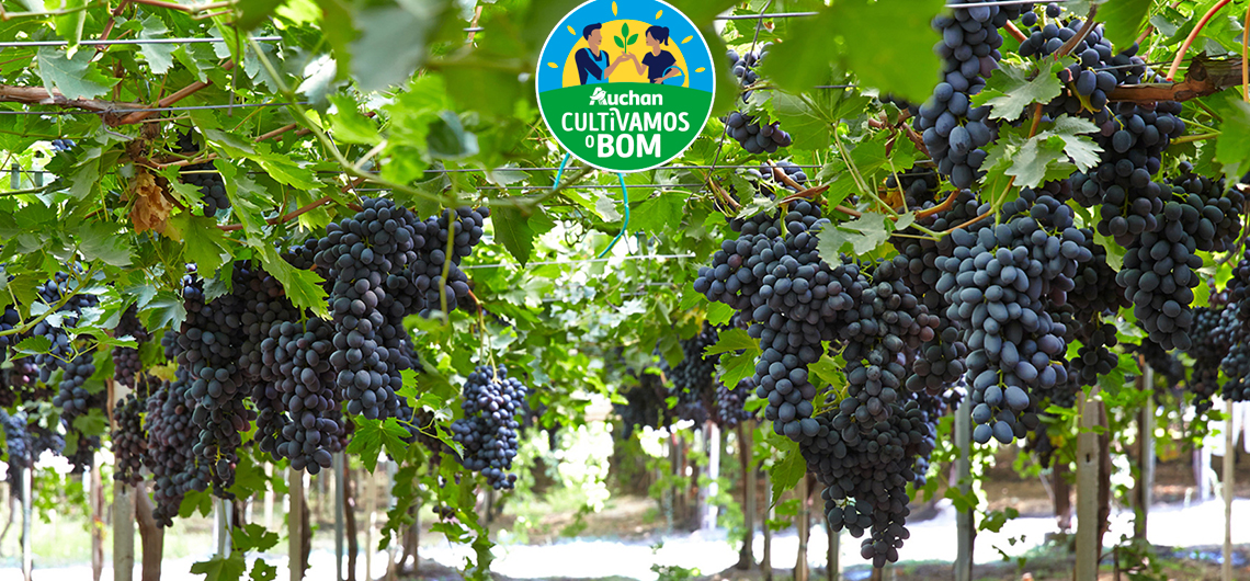 ae prod uvas web | Auchan&Eu