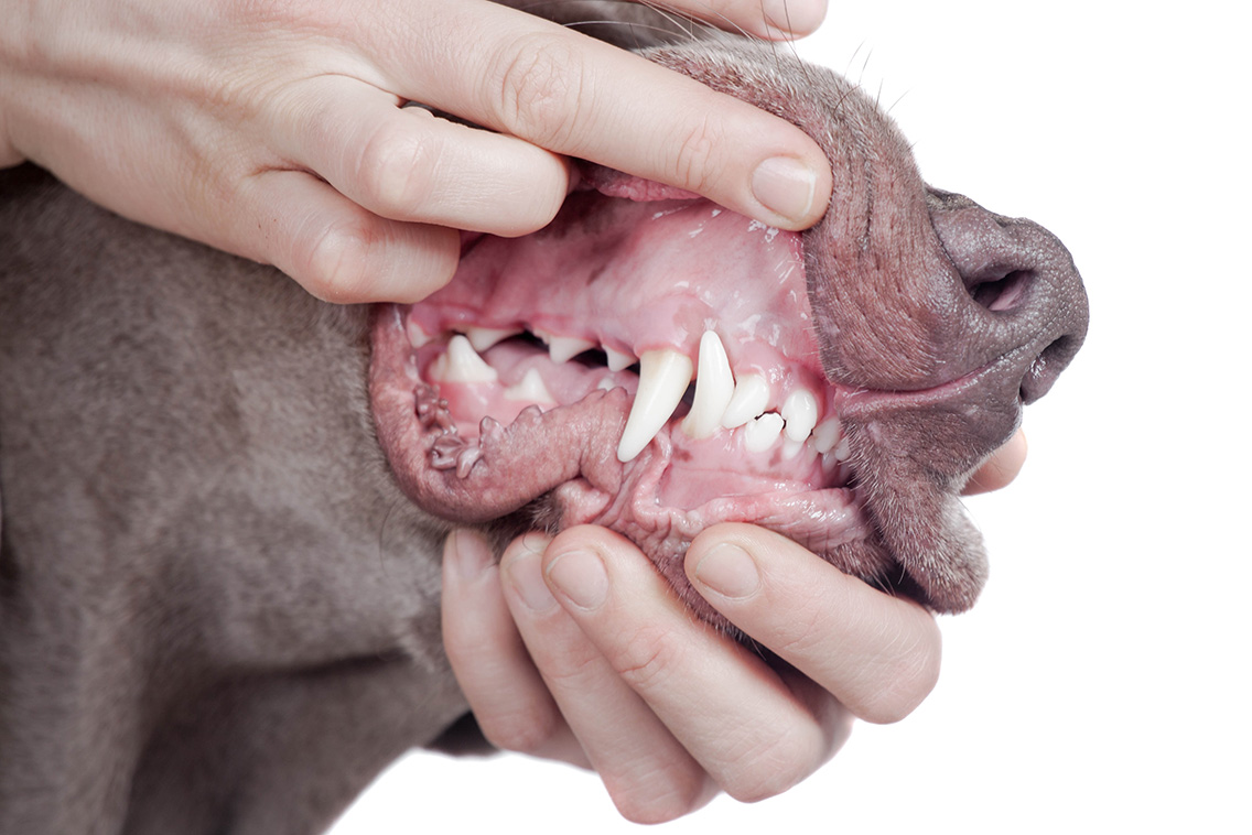 Os cães sofrem de problemas dentários?