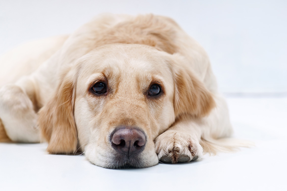 Como saber se o cão sofre de diarreia?