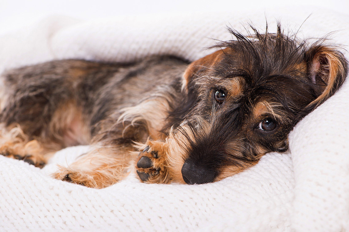 Que problemas urinários pode ter um cão?