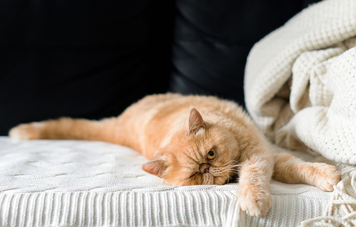 Que problemas urinários podem ter os gatos?