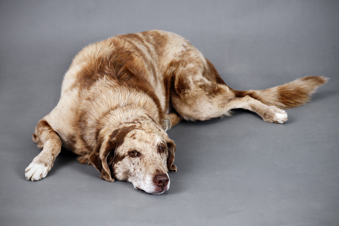 O que é a Hepatite canina?