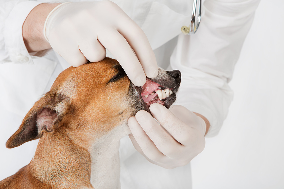 Doenças que causam a doença Periodontal