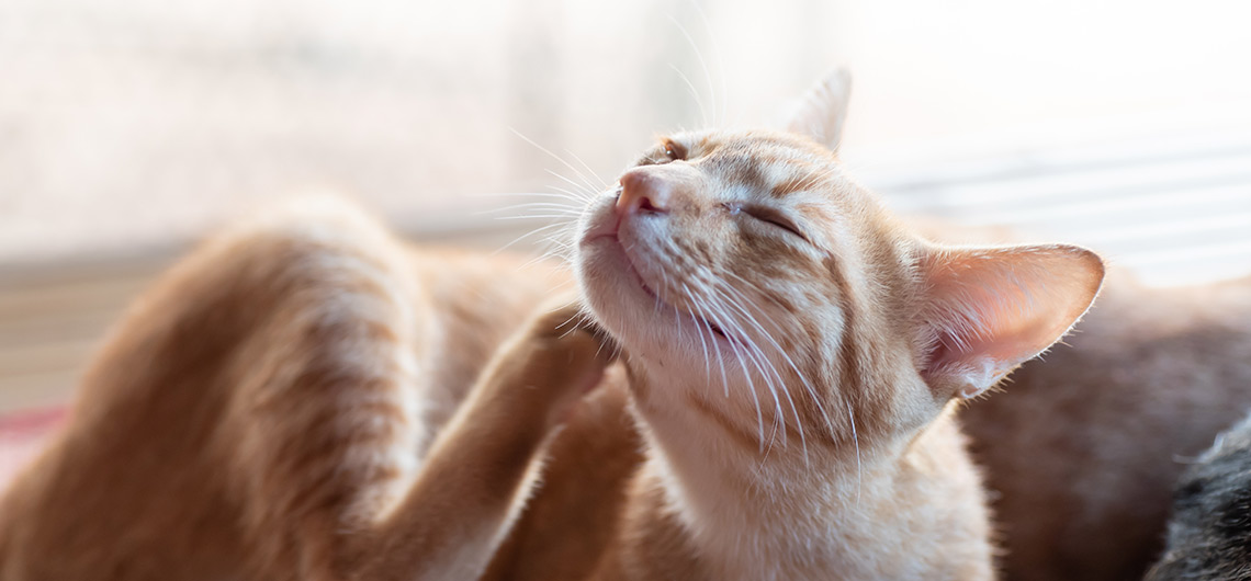 Pulgas em gatos de casa - Veja ao que estar atento