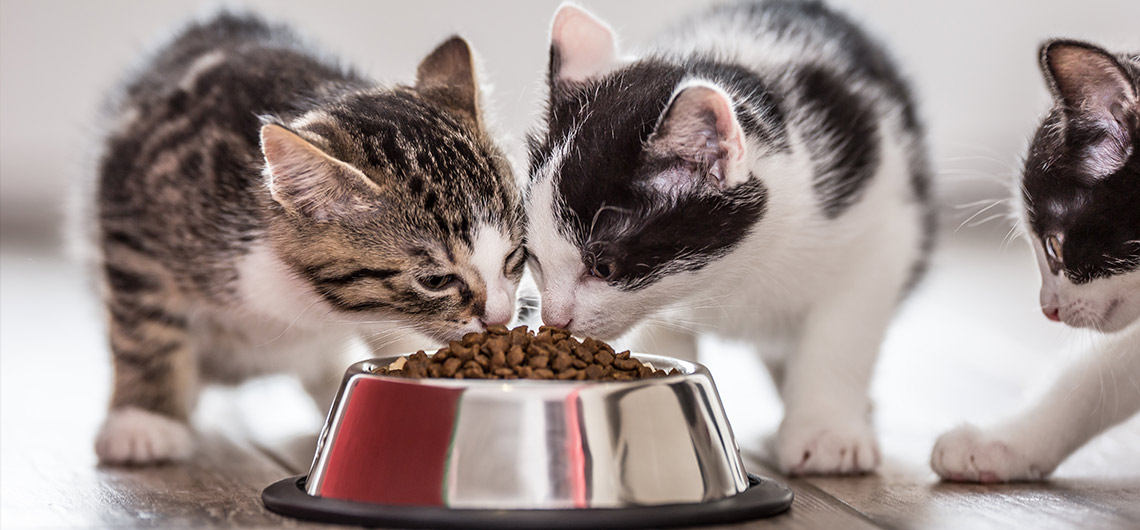 Como ter vários gatos em casa?