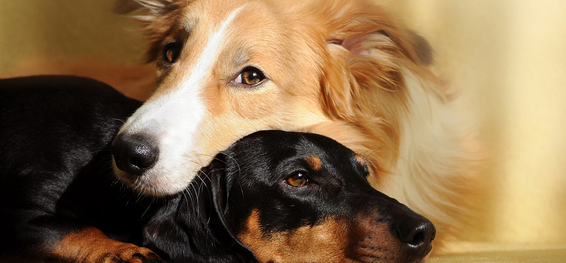 Tensão entre cães da mesma casa