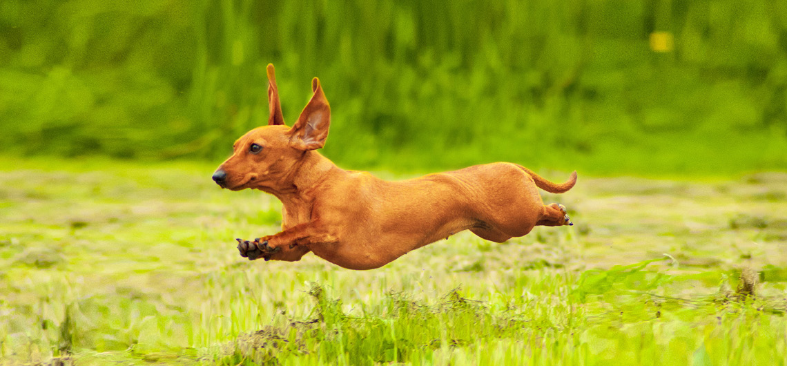 Qual o osso que o cão não tem?