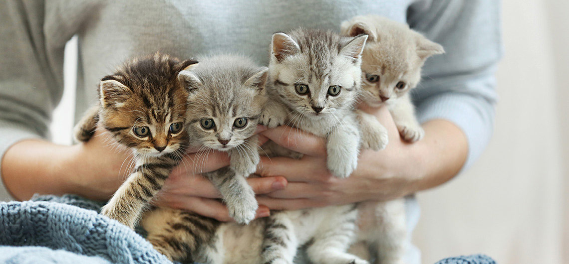 Gatinhos da mesma ninhada: são sempre iguais?