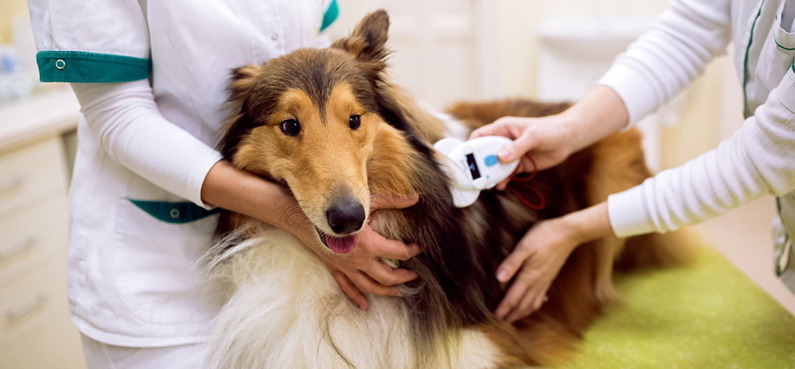 Identificação obrigatória de cães: Conheça a lei