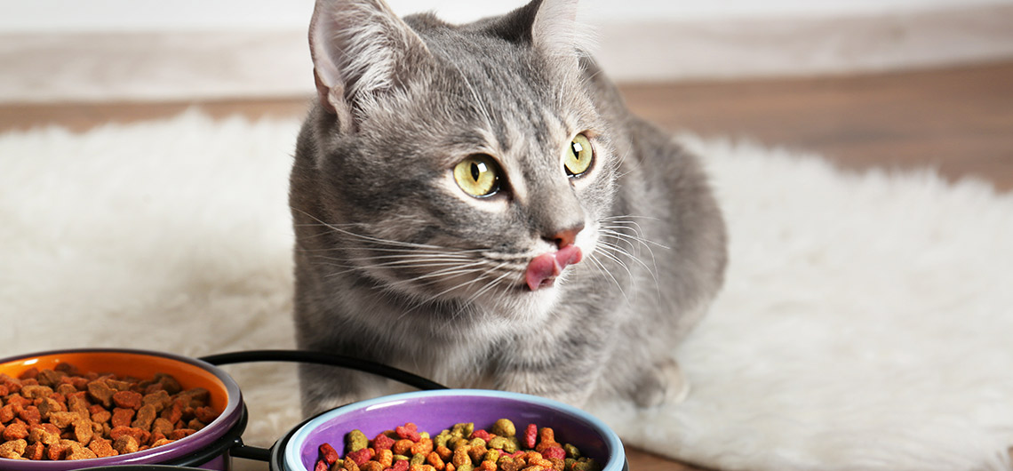 AE Pet Agosto ElergiasAlimentaresGatos | Auchan&Eu