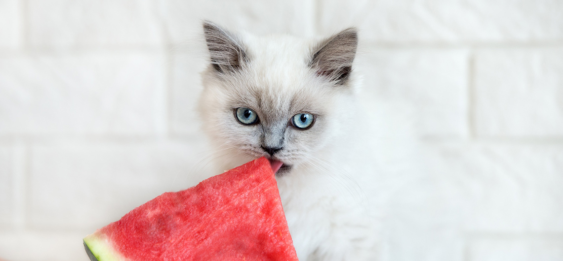 AE PET gato alimentos naturais web | Auchan&Eu