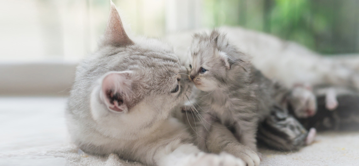 AE PET consanguinidade gato | Auchan&Eu