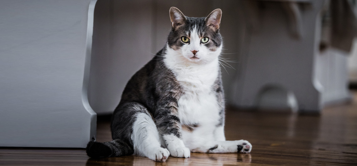 AE PET obesidade gatos | Auchan&Eu