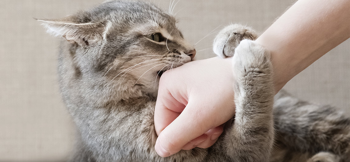 aE PET gato stress web | Auchan&Eu
