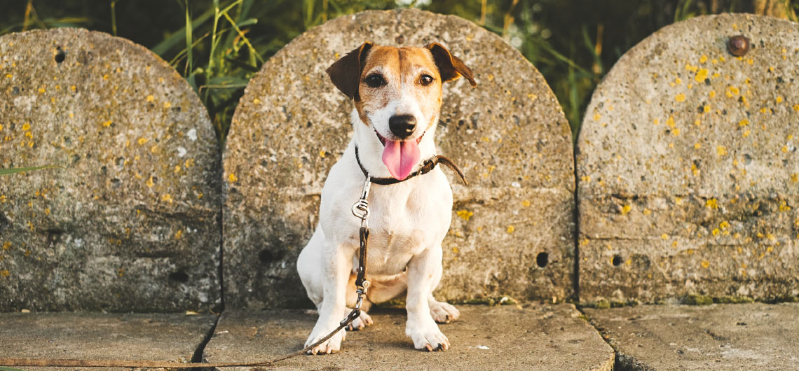 AE PET ensinar cachorro nao fugir | Auchan&Eu