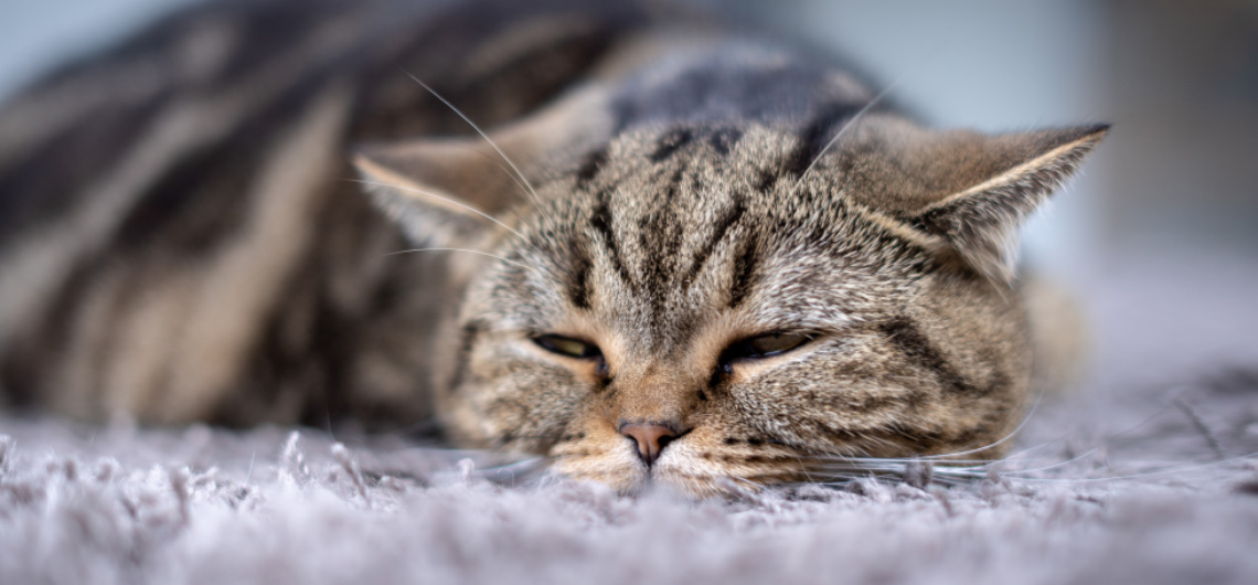 AE PET hipertensao em gatos | Auchan&Eu