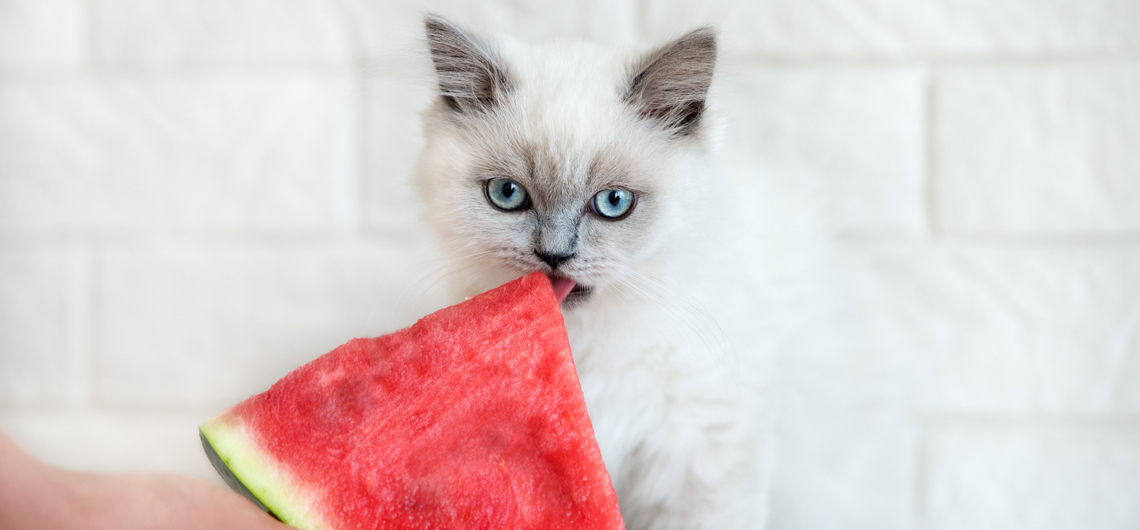 AE PET alimentosImunidadeGato web | Auchan&Eu