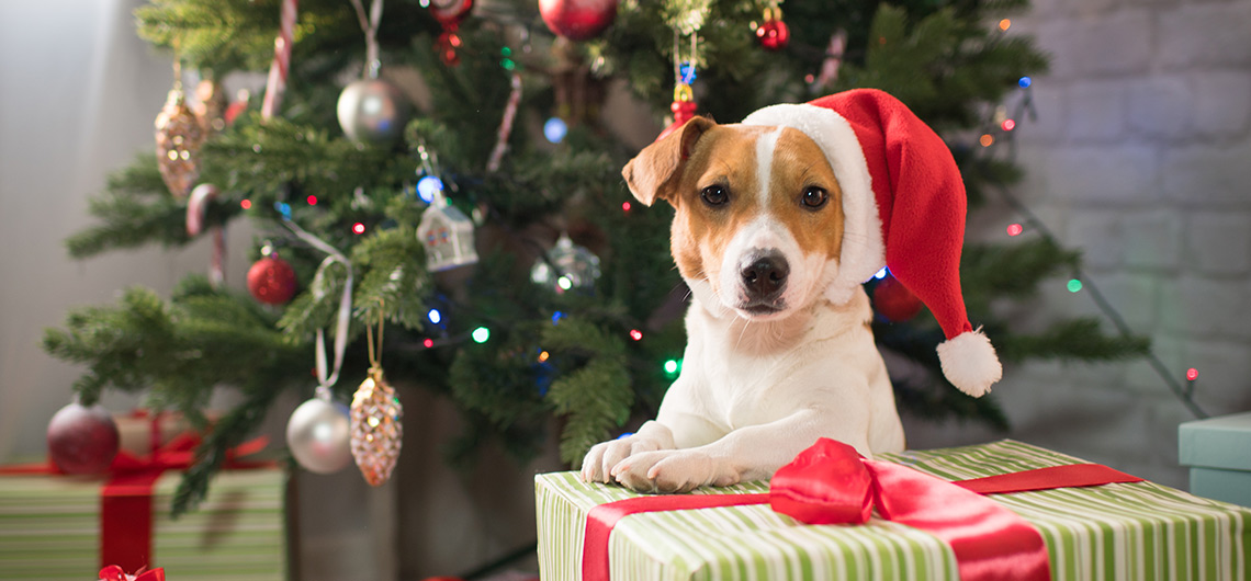 AE PET cao natal web | Auchan&Eu