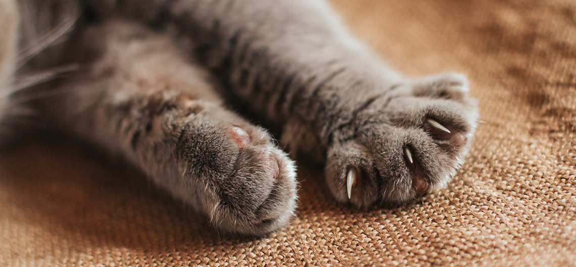 AE PET gato unhas | Auchan&Eu