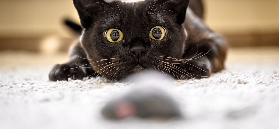 AE pet gato rato web | Auchan&Eu