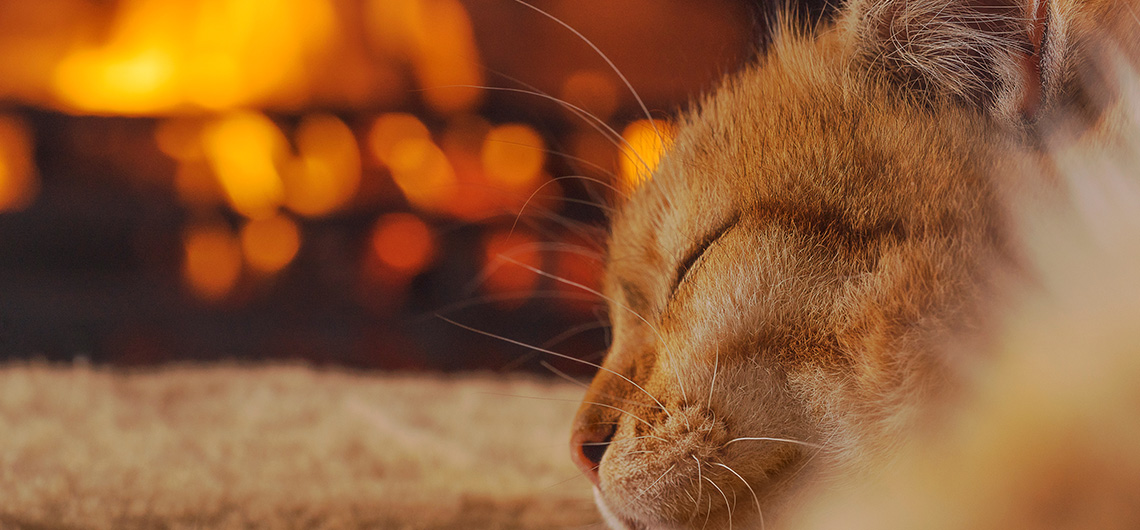AE PET gato lareira web | Auchan&Eu
