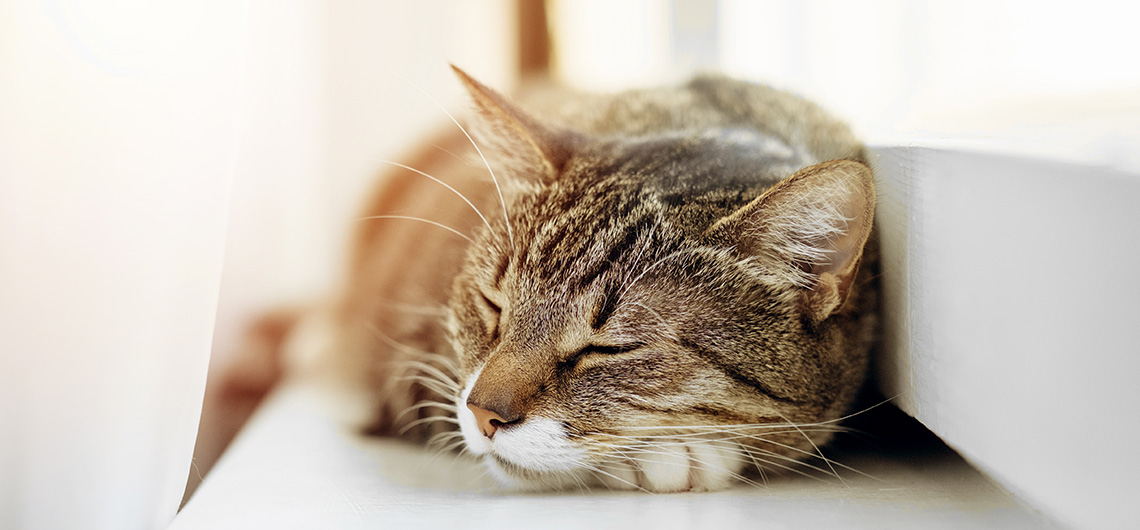 AE PET gato ronronar web | Auchan&Eu