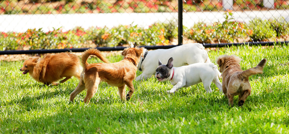 AE pet passeios | Auchan&Eu