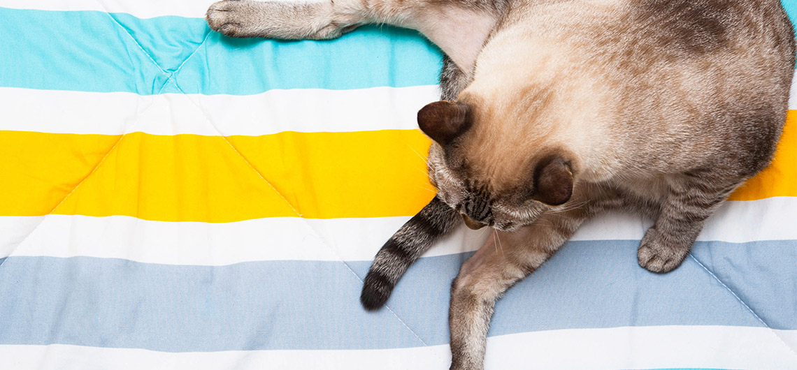 AE PET gato glandulas | Auchan&Eu