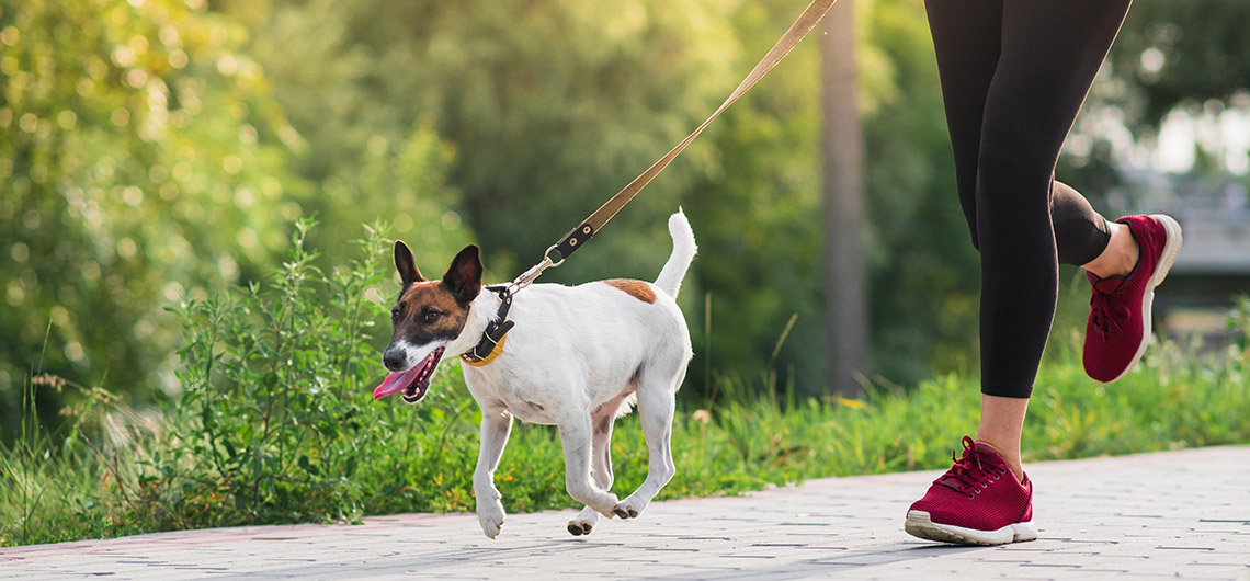 AE pet 0008 pet 6set AdobeStock 368294088 | Auchan&Eu