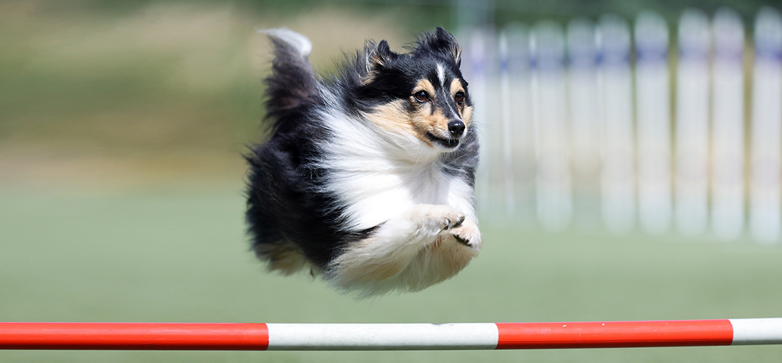 AE pet corrida auchan | Auchan&Eu