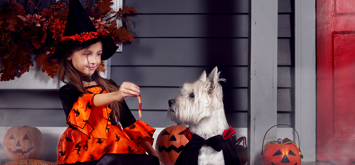 AE pet halloween web | Auchan&Eu