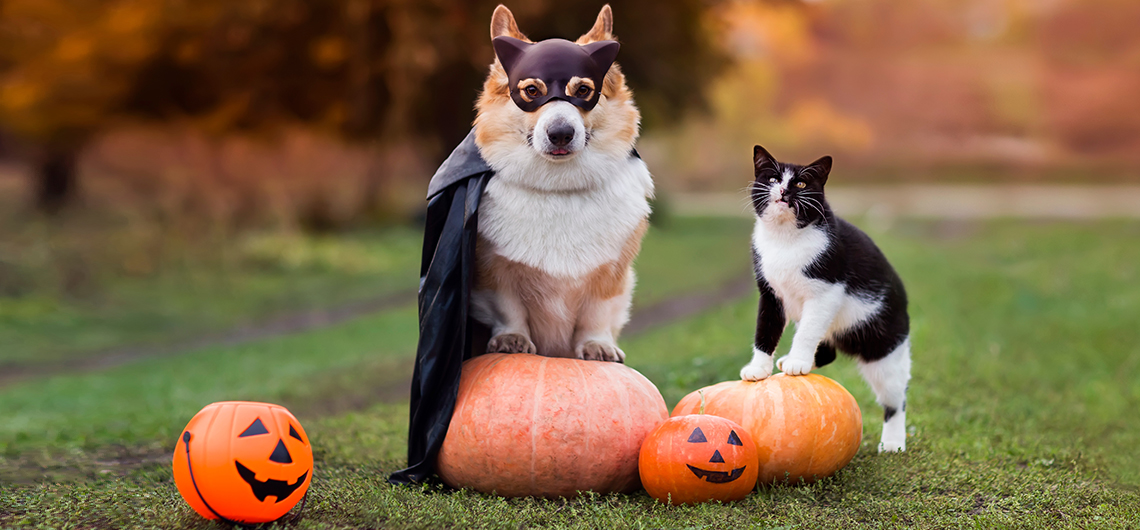 aE PET halloween | Auchan&Eu