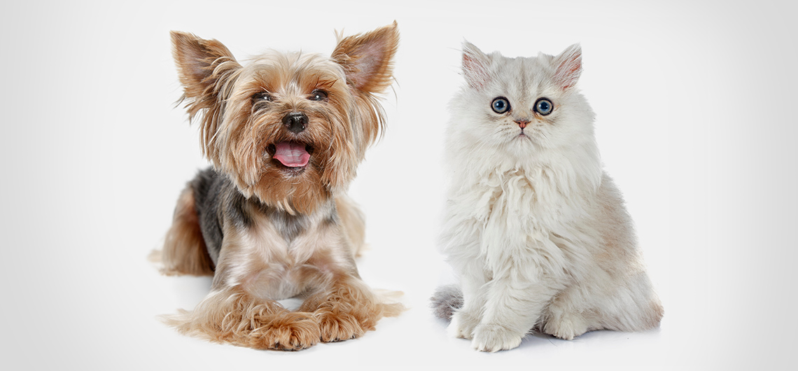 AE PET RACAO AUCHAN EXPERT | Auchan&Eu