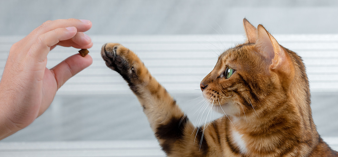 AE pet como treinar um gato web | Auchan&Eu