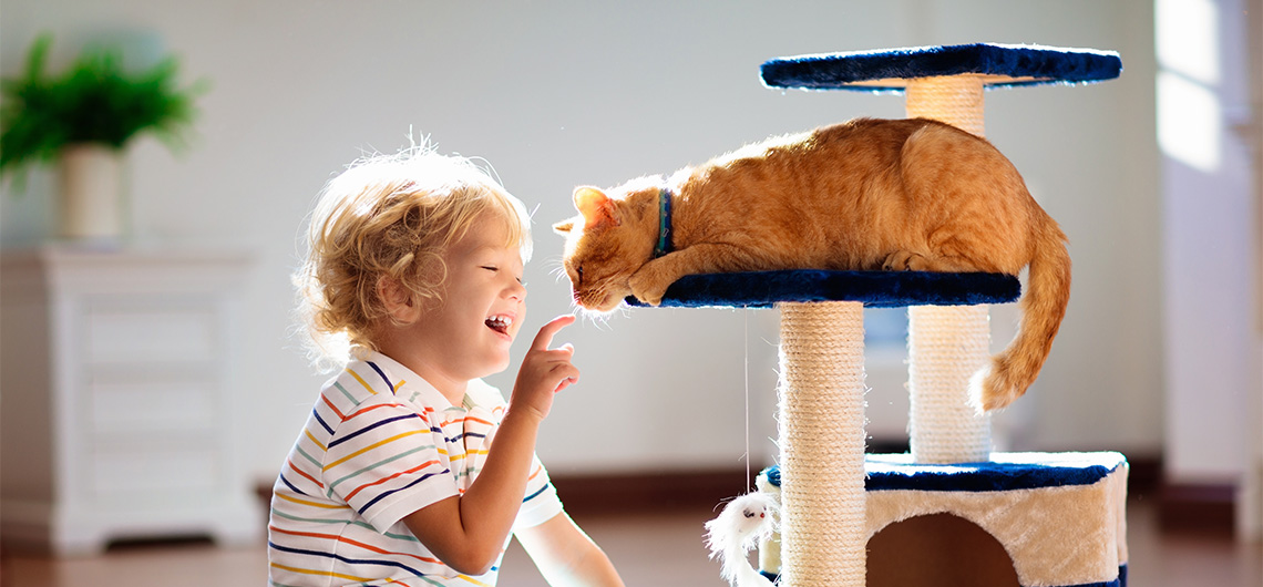 AE PET relacao gato | Auchan&Eu