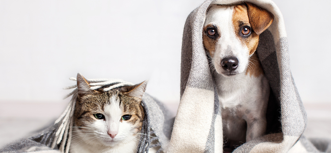 AE pet gritar com pets | Auchan&Eu
