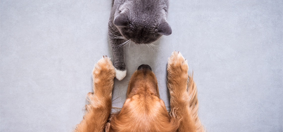 AE pet dentes web | Auchan&Eu