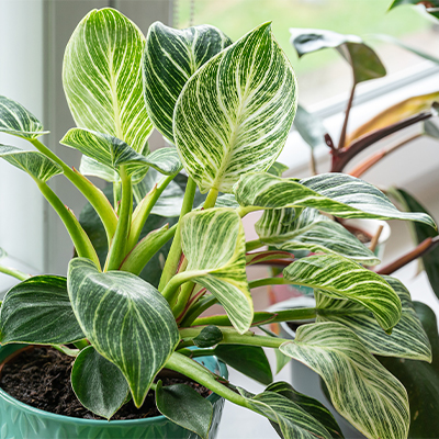 ae bebe plantas quarto dieffenbachia | Auchan&Eu