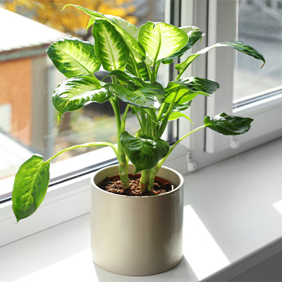 ae bebe plantas quarto filodendro | Auchan&Eu