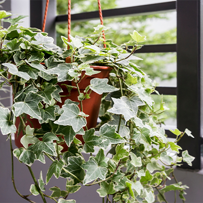 ae bebe plantas quarto hera inglesa | Auchan&Eu