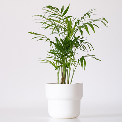 ae bebe plantas quarto palmeira bambu | Auchan&Eu