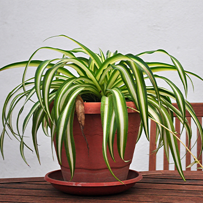 ae bebe plantas quarto planta aranha | Auchan&Eu