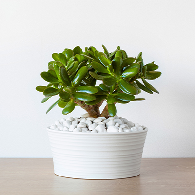 ae bebe plantas quarto planta jade | Auchan&Eu