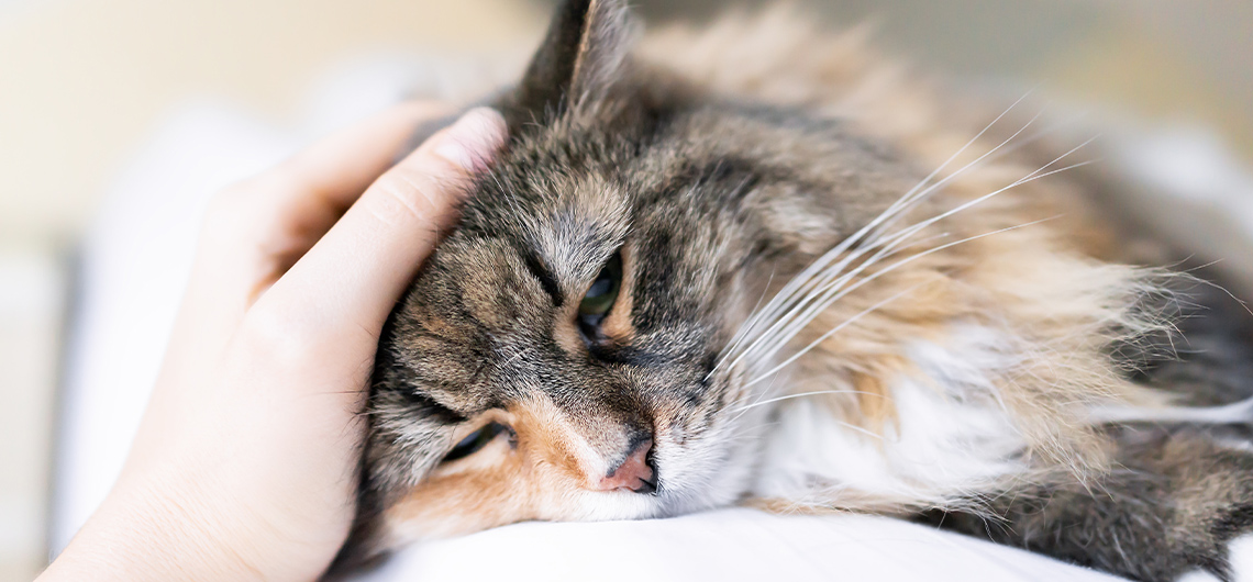 ae pet doencas FIV FeLV | Auchan&Eu