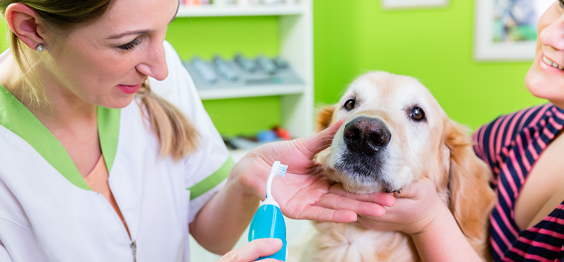 ae pet lavar dentes 1 | Auchan&Eu