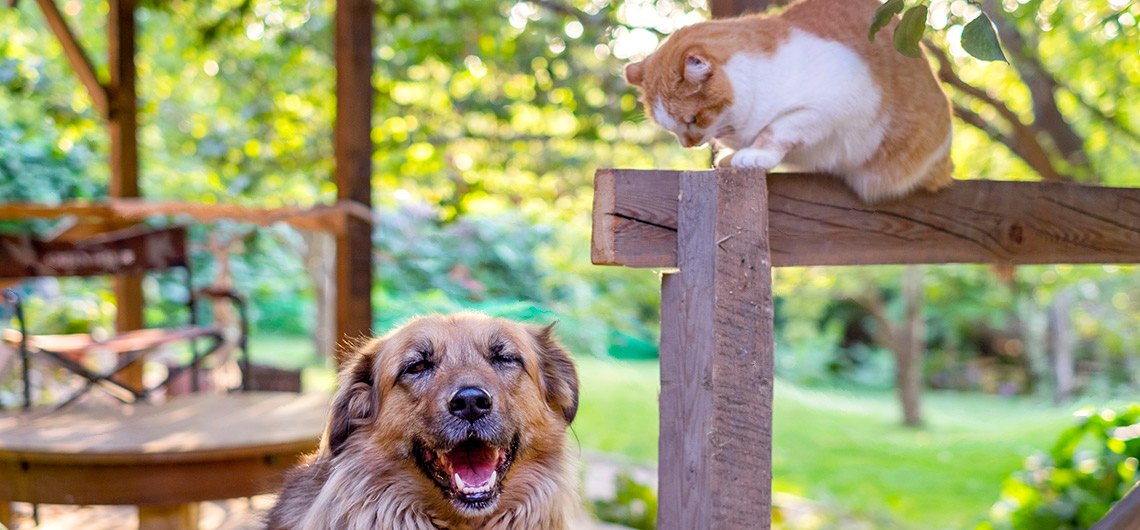 AE PET pets ar livre | Auchan&Eu
