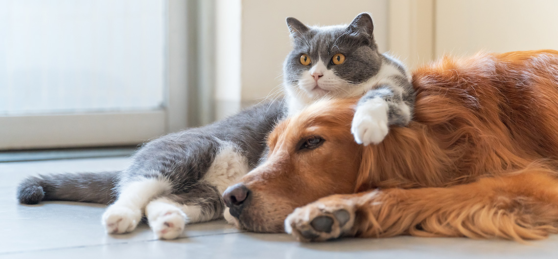 ae pet cocar web | Auchan&Eu