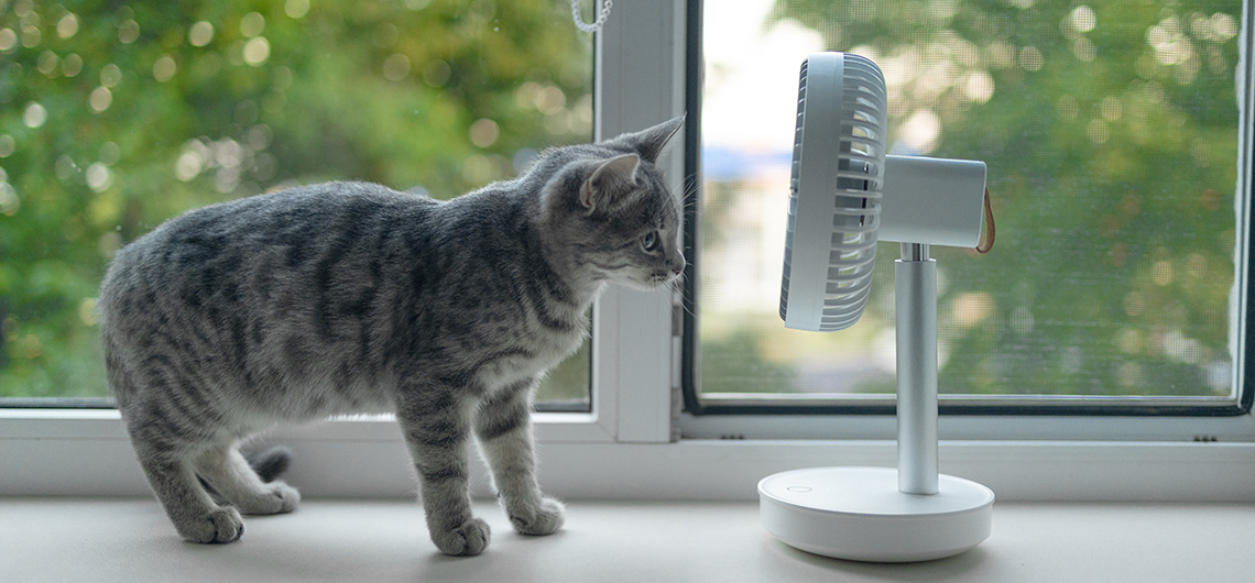 ae pet gato calor | Auchan&Eu
