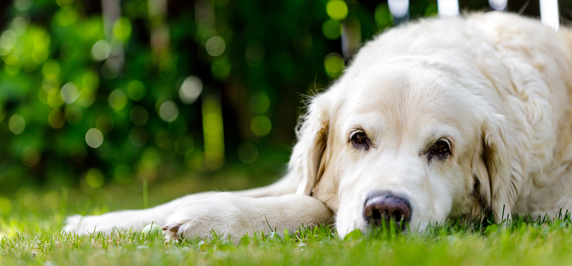 pets idosos verao | Auchan&Eu