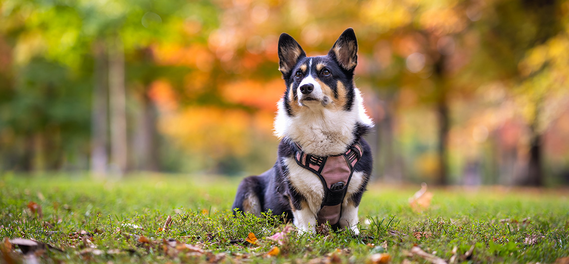 ae pet corgi web | Auchan&Eu